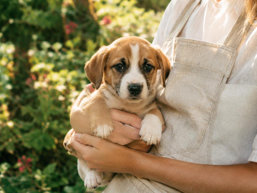 Voluntaria sosteniendo un cachorro
